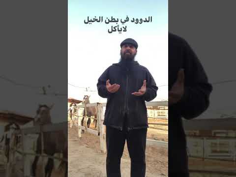 الدود في بطن الخيول المربي صلاح المحسن