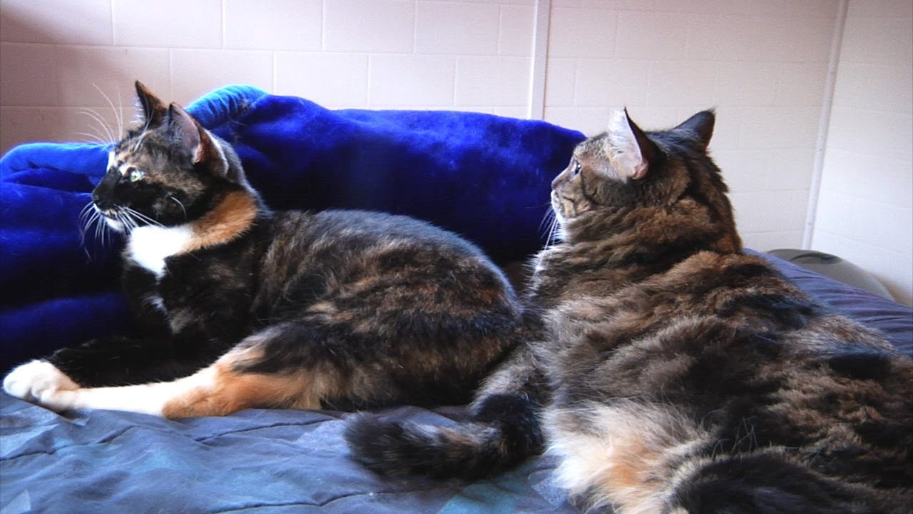 how to introduce 2 cats to each other youtube