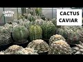 Learn how Jack cares for his Japanese and Thai hybrid #Ariocarpus and #Astrophytum cactus