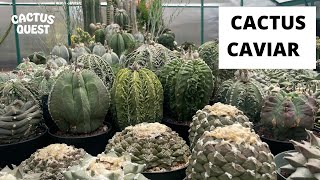 Learn how Jack cares for his Japanese and Thai hybrid #Ariocarpus and #Astrophytum cactus