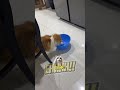Ehhh!!🤔#cat #catlover #catbehavior #funnyvideo #catmoments #viralshorts #youtubeshorts #trending