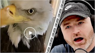 Up Close True Size Of A Bald Eagle