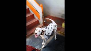 Dalmatian Dog barking sound