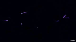 Perlin Noise Particles Create Hypnotic Art Animation