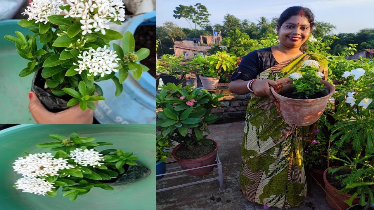 রঙ্গন গাছের প্রতিস্থাপন।নতুন যে কোন গাছ নার্সারী থেকে কিনে এনে কবে কখন কীভাবে প্রতিস্থাপন করবেন।