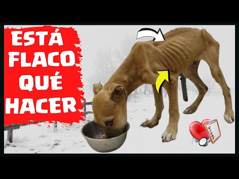 Video: ¿Cuánto tiempo después de comer una cala? ¿Se enfermará un perro?