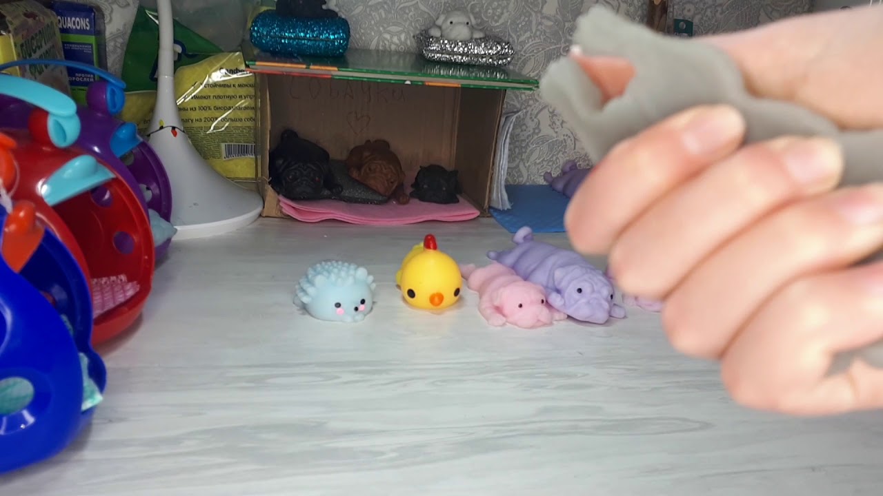 до конца,на 100 лайков купание сквиши собак!