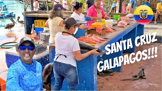 GALAPAGOS ON YOUR OWN!  TOP THINGS TO DO ON SANTA CRUZ ISLAND!