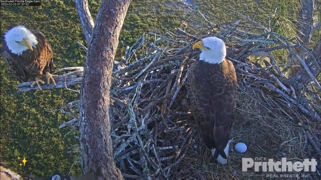 Sun 02/23/20. SWFL Eagles. Taking a break from incubation, mating