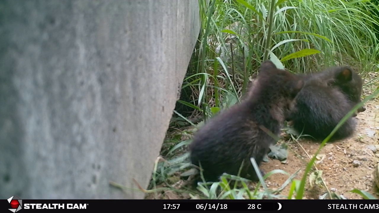 タヌキ アナグマ アライグマ ハクビシン入門 4種の動物の違いと暮らし 記事カテゴリ Buna Bun Ichi Nature Web Magazine 文一総合出版