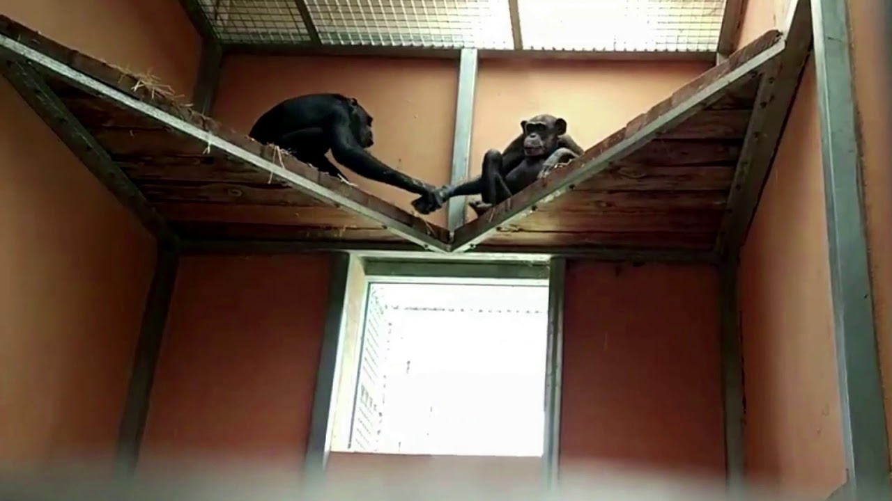 rescate venezuela Yaki pidiendo jugar a Maxi