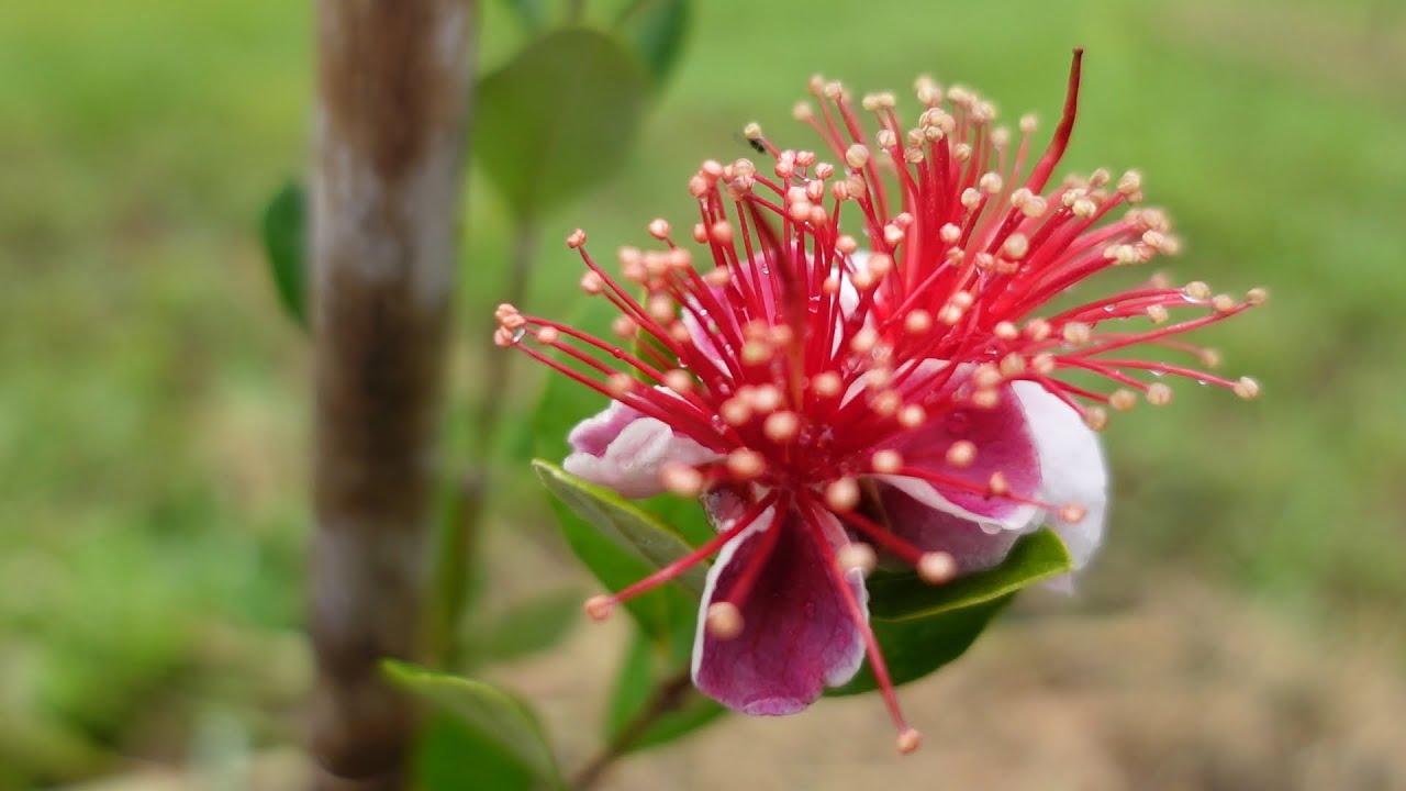 フェイジョア 若木 健康的な成長赤とピンクの花・３２ フェイジョアの花が咲きました。2022【Feijoa flowering】 - YouTube