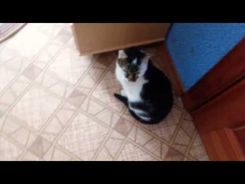Видео: Cat