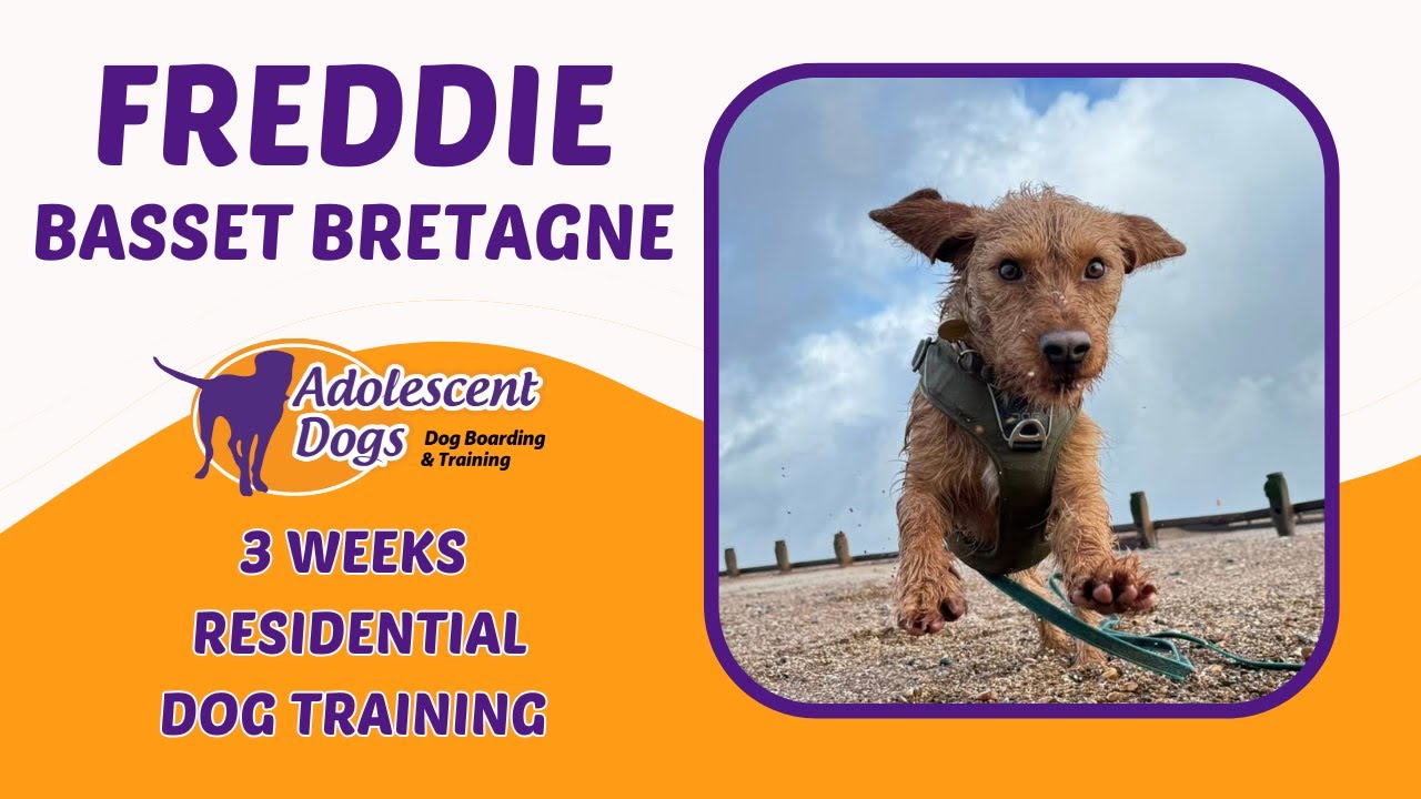 Freddie the Bassett Bretagne | 3 Weeks Residential Dog Training