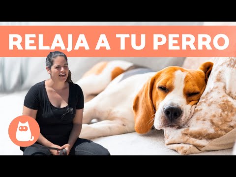 Video: 5 maneras de obtener el zen de tu perro