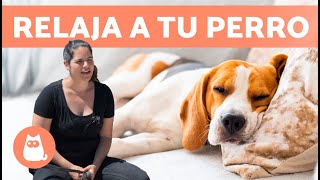 5 ACTIVIDADES para RELAJAR a tu PERRO  ¡Desestresa a tu perro!