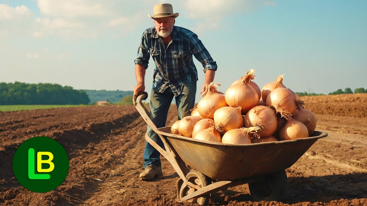 Лук в два раза больше. Высаживаем лук на фольгу. Сорняки, как будто их никогда не было