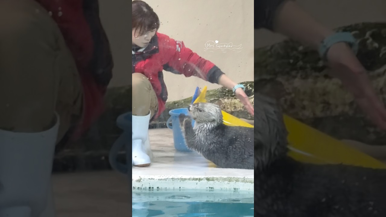 今すぐ手を繋ぎたいキラちゃん🆚ポーズを決めてほしいお姉さん #鳥羽水族館 #ラッコ #seaotter