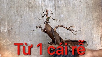 Uốn lại cây Lộc vừng được trồng từ 1 cái rễ