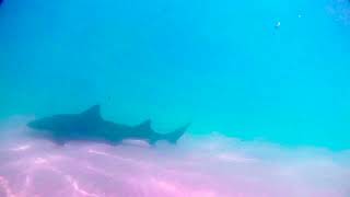 Leopard Sharks in La Jolla