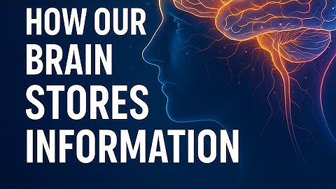 The Science Of Memory: How Our Brains Stores Information
