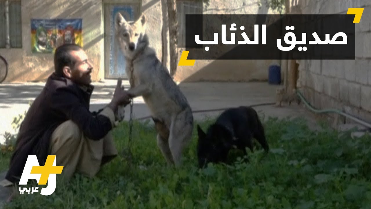 كيف تبدو الحياة مع الذئاب؟