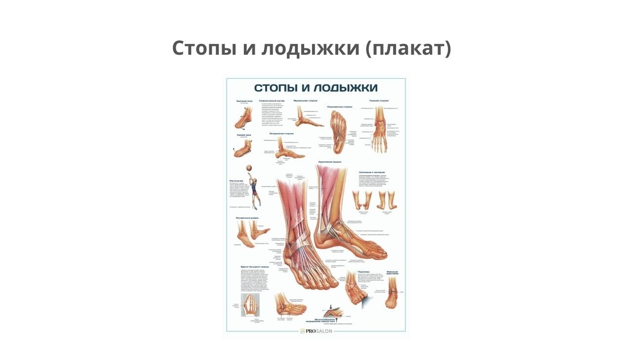 Щиколотки и лодыжки разница