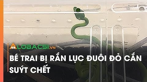 Bé trai bị rắn lục đuôi đỏ cắn suýt chết