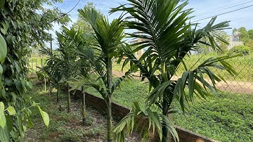 Khoảng cách hợp lý để trồng cây cau cho năng suất và hiệu quả.