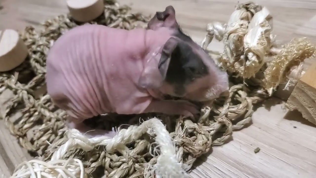 Newborn hairless guinea pig plays with toy 