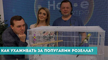 Как ухаживать за попугаями Розелла?