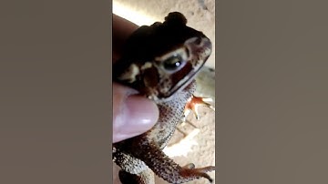 con cóc là cậu ông trời #shorts