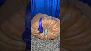 Giant Huge Large Pumpkin Pumpkins Squash The Big E Eastern States Exposition Fair West Springfield