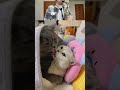 Best MEM & SAX №14 #fails #funny #memes