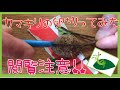【閲覧注意‼︎】カマキリの卵切ってみた