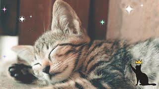 Relaxing Lullaby for Cats and Kittens 🐱💤  - CAT MUSIC 1 HR by Kitty Luxx 24 views 3 years ago 1 hour