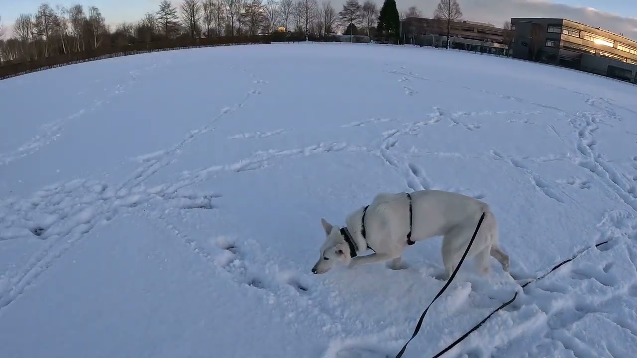 K9 Tracking Excellency lesson 158