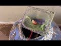 Molly Fish Care #mollyfish