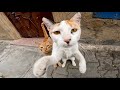 Stray Cat Jumping For Joy Just Because of This...