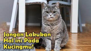 Kebiasaan Salah Para Pemilik Kucing yang Bisa Membuat Mereka Jadi Sakit dan Stres 😿😿 by Kucing Meong 405 views 9 months ago 6 minutes, 23 seconds