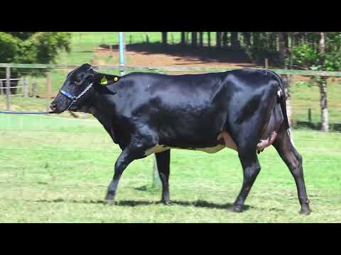 LOTE 32   EBBE FIV PEARCE SANTA LUZIA   5104 CO