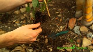 Beautiful Gardens - Tomato growing tips PLUS maintaining healthy roots