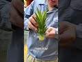 😲 Hayatınızda Ananas Tohumu Gördünüz mü? #viral #shorts