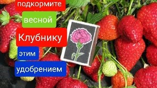 Для БОЛЬШОГО урожая разгони кусты этим удобрением