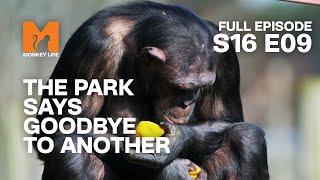 Toprish Passes | Season 16 Episode 9 | Full Episode | Monkey Life by Monkey Life 6,008 views 8 days ago 23 minutes