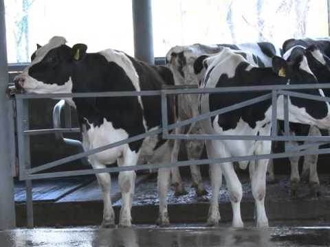 ესტონეთის ელჩი ახმეტასა და თელავში მეცხოველეობის ფერმებს ეწვია