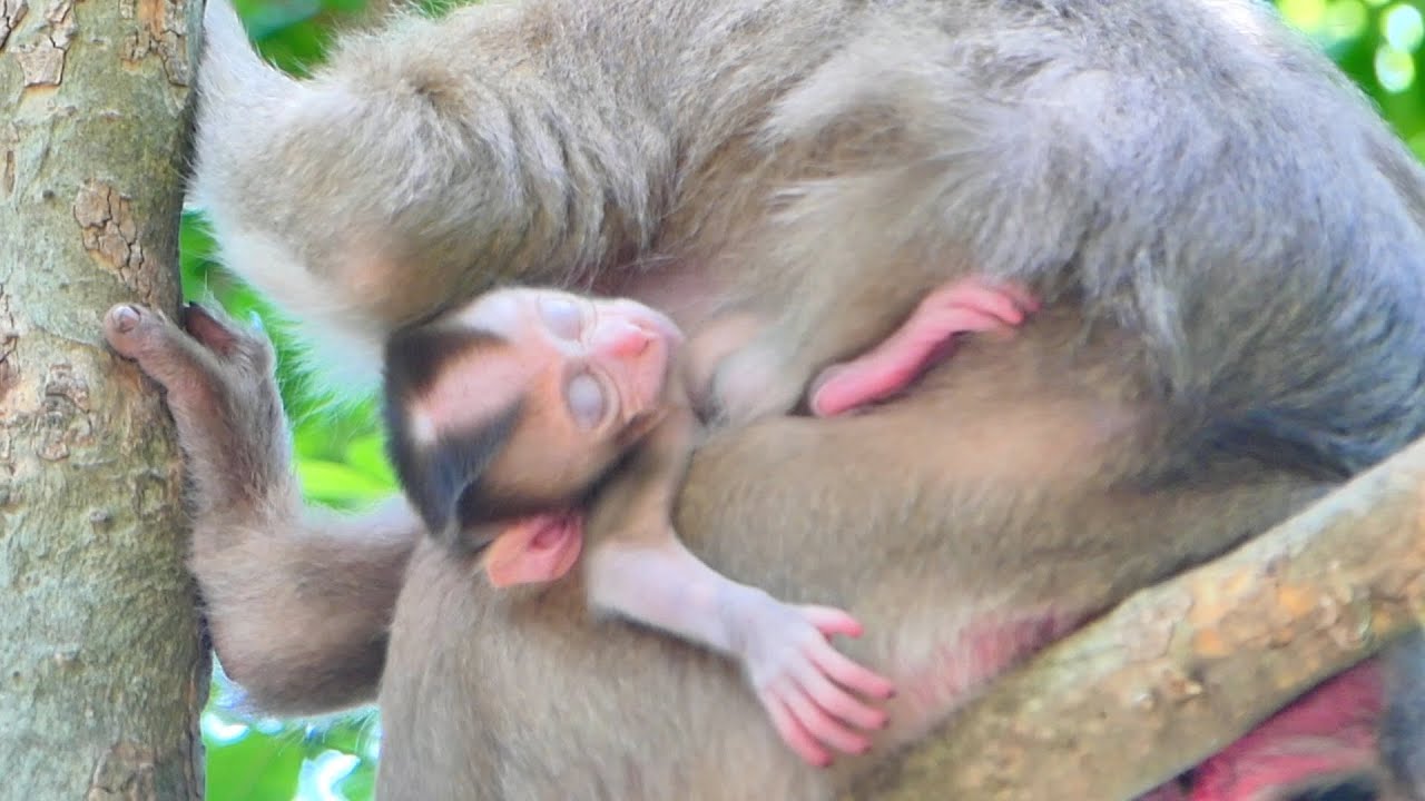 Cute Baby Monkey ALBERTO sleeps hug Mama Alissa and drinks milk on the high tree