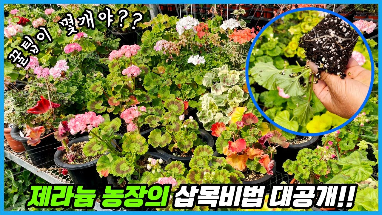 제라늄 삽목은 이렇게 해보세요!! 제라늄 농장이 삽목하는법!!