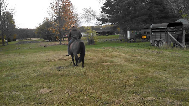 Jack Baron Parr AQHA Pitzer Gelding