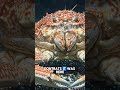 The Giant That Roams the Deep — Japanese Spider Crab | Nature Documentary #DeepSea #shorts